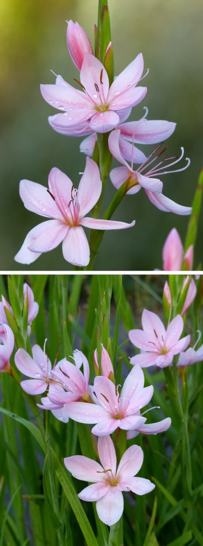 Hesperantha on sale